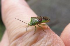 ヒメツノカメムシ