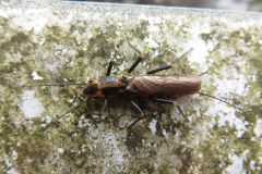 ヒロバネアミメカワゲラ