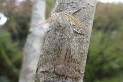 ヒロバトガリエダシャク