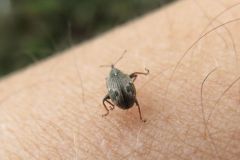 イチゴハナゾウムシ