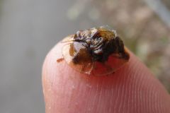 イチモンジカメノコハムシ