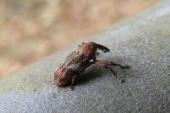 カシアシナガゾウムシ