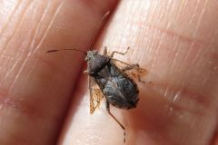 ケブカヒメヘリカメムシ