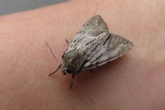 ケンモンキリガ