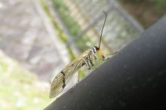 キシタトゲシリアゲ