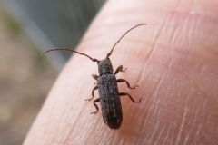 コブスジサビカミキリ