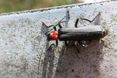 クビアカジョウカイ