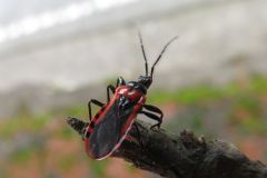 クビグロアカサシガメ