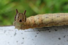 クロヒカゲの幼虫