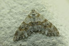 シロシタコバネナミシャク