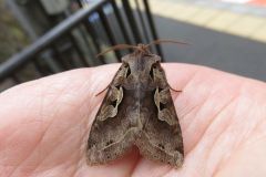 スギタニキリガ