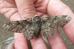 トビモンオオエダシャク