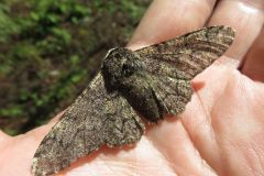 トビモンオオエダシャク