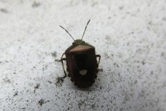 ツマジロカメムシ