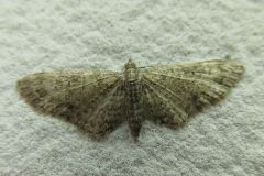 ウスカバナミシャク