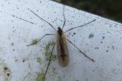 ガガンボの一種