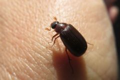 チャイロコガネの一種