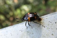 エグリデオキノコムシ