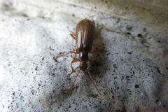 フジナガハムシダマシ