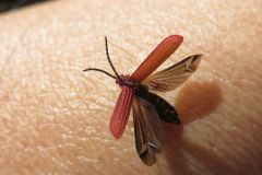 ヒシベニボタル