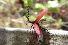 カクムネベニボタル