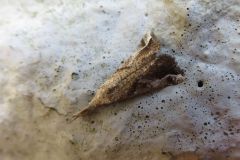 コテングアツバ