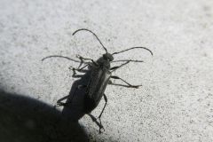 ミヤマルリハナカミキリ