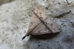 ナミテンアツバ