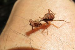 サツマヒメカマキリの幼虫