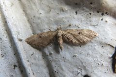 ソトカバナミシャク