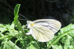 スジグロシロチョウ