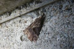 トビモンアツバ