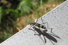 トゲヒゲトラカミキリ