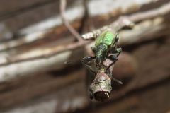 ケブカトゲアシクチブトゾウムシ