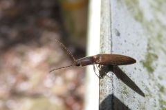 キバネホソコメツキ