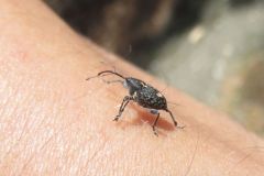 ミヤマシギゾウムシ