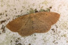 ツマキエダシャク