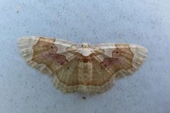 アカモンコナミシャク