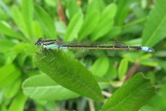 アオモンイトトンボ