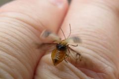 アトボシハムシ