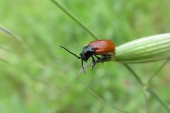 チャバネツヤハムシ