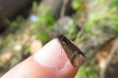 ゴマフヒゲナガ