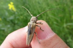 ハイイロヤハズカミキリ