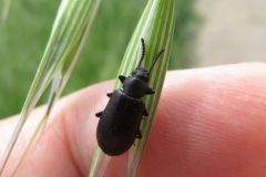 ヒゲブトゴミムシダマシ