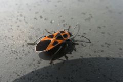 ヒメジュウジナガカメムシ