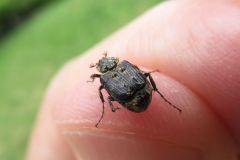 ヒラタハナムグリ