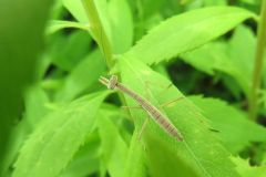 カマキリの幼虫