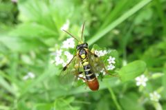 キコシホソハバチ