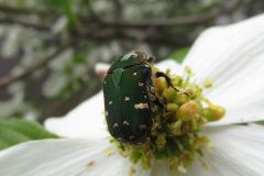 コアオハナムグリ