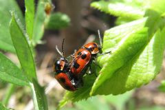 クロボシツツハムシ